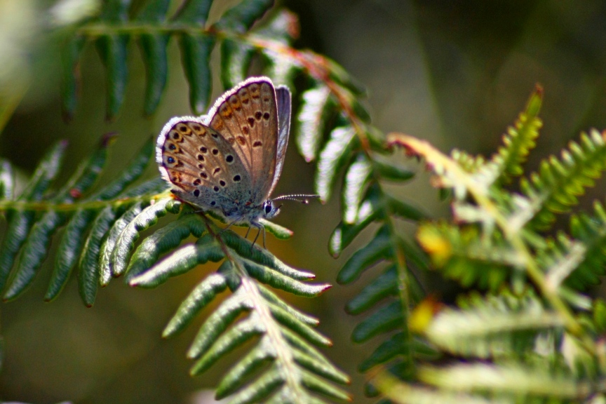 licenide autoctono elbano: lycaeides villai